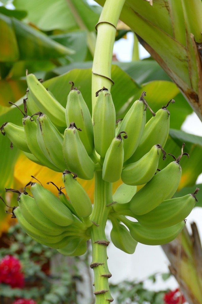 Ontdek de wereld van biologische producten: bij Vehgroshop vind je de beste natuurlijke keuzes! Selectie van biologische producten inclusief natuurlijke zouten, superfoods en supplementen beschikbaar bij Vehgroshop